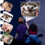 Ліхтарик-проектор Brainstorm – Чарівні та пухнасті тваринки (3 диски, 24 зображення) (BRAINSTORM TOYS)