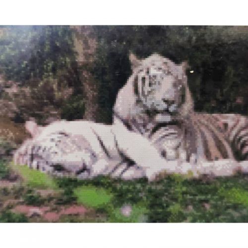 Алмазна мозаїка "Відпочинок білих тигрів" (Strateg)