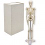 Модель скелета людини, 45 см (MiC)