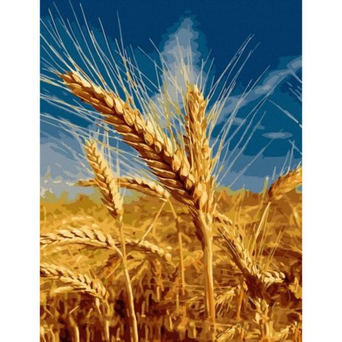 Картина по номерам "Поле пшеницы" (Rainbow Art)