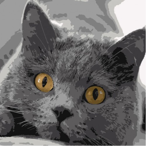 Картина по номерам "Серый котик" ★★★★ (Strateg)