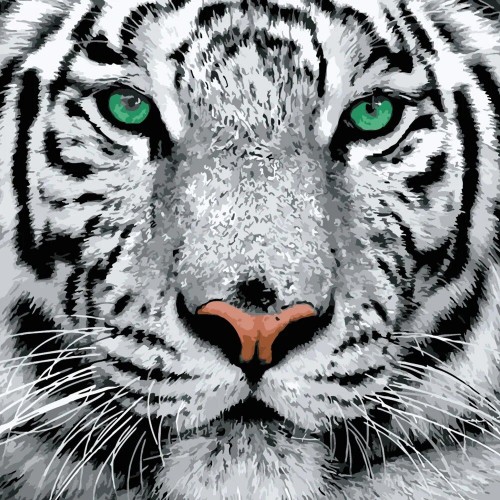 Картина по номерам "Белый тигр" ★★★★ (Strateg)