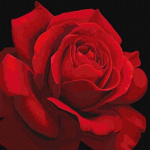 Картина за номерами "Червона троянда" ★★★ (Ідейка)