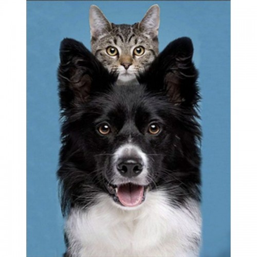 Алмазна мозаїка "Кіт і пес" 30х40 см (Strateg)