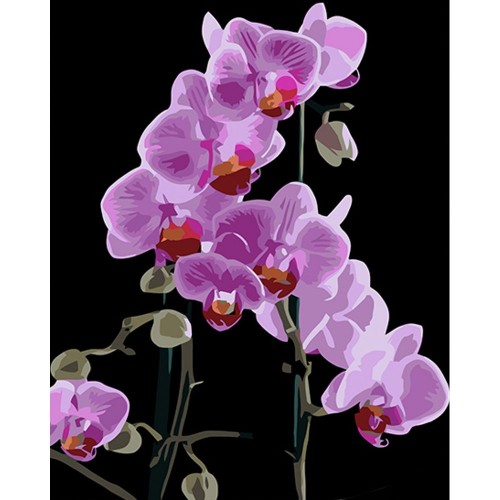 Картина за номерами на чорному фоні "Вишукана орхідея" 40х50 (Strateg)