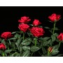 Картина за номерами на чорному фоні "Яскраві червоні троянди" 40х50 (Strateg)