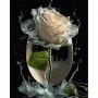 Картина за номерами на чорному фоні "Троянда у скляній вазі" 40х50 (Strateg)