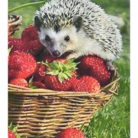 Алмазна мозаїка 