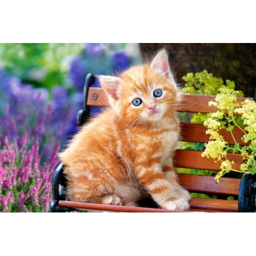 Пазли "Рудий кіт", 500 елементів (Castorland)