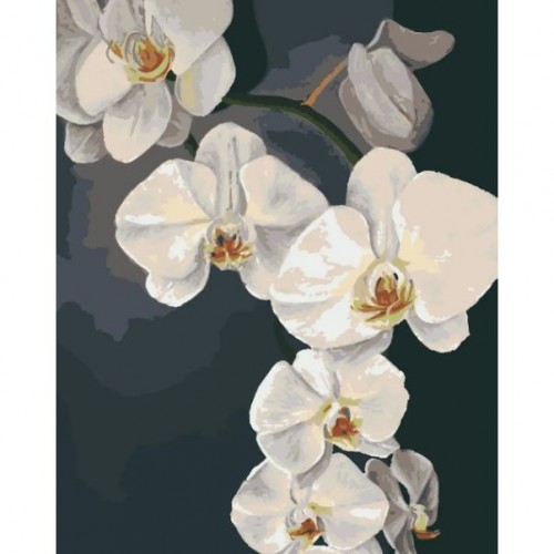 Картина за номерами Riviera Blanca Орхідеї 40x50 см (Riviera Blanca)
