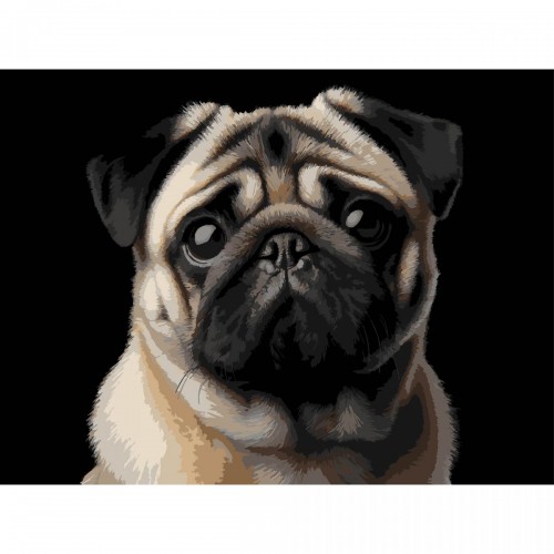Картина по номерах на чорному фоні "Мопс " 30х40 см (Strateg)
