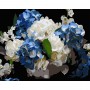 Картина по номерах на чорному фоні "Блакитно-білі гортензії" 40х50 см (Strateg)