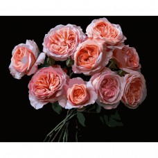 Картина за номерами на чорному фоні 