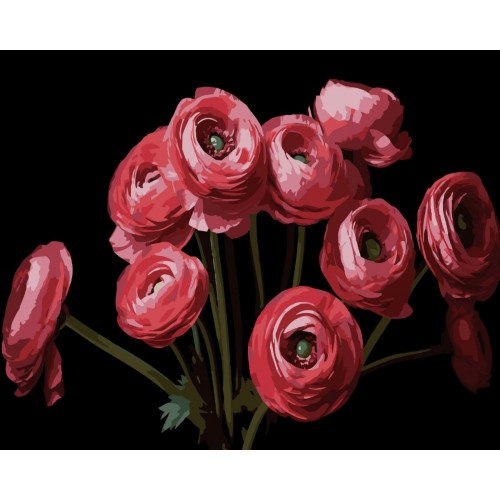 Картина за номерами Strateg Букет ранункулюсів на чорному фоні 40Х50 (AH1260) (Strateg)