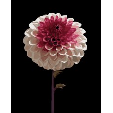 Картина за номерами Strateg Біло-рожева квітка на чорному фоні 40Х50 (AH1266)