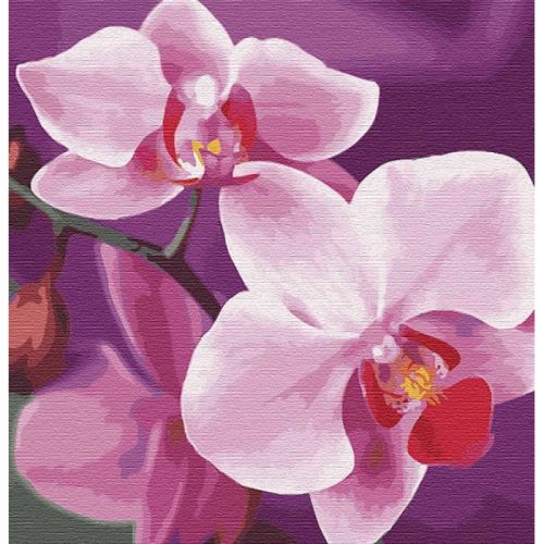 Картина по номерам "Волшебная орхидея" ★★★ (Идейка)