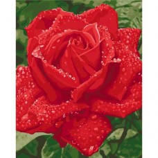 Картина по номерам "Нежность розы" ★★★