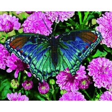 Картина по номерам + Алмазная мозаика "Бабочка в цветах" ★★★★