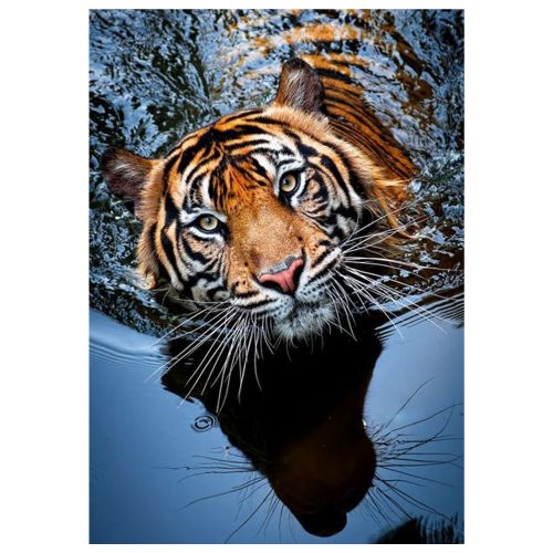 Алмазна мозаїка "Тигр на відпочинку" (Strateg)