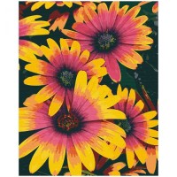 Картина за номерами 