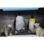 Набор фигурок "World Model Series: Пингвины" (вид 1) (ZHONGJIEMING TOYS)