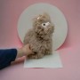 Мягкая игрушка "Пушистая Лама", 32 см (розовая) (MiC)