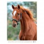 Календар настінний А3 2026 р., Horses (Axent)