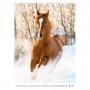 Календар настінний А3 2026 р., Horses (Axent)