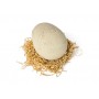 Primal Hatch: Интерактивный тиранозавр Рекс в яйце (Primal Hatch)
