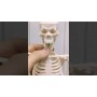 Модель скелета человека, 45 см (MiC)